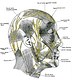 facial nerves 