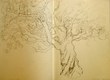 Trumpet tree (sketch)