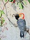 Woodpecker Serving Lunch