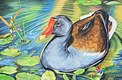 Moorhen 