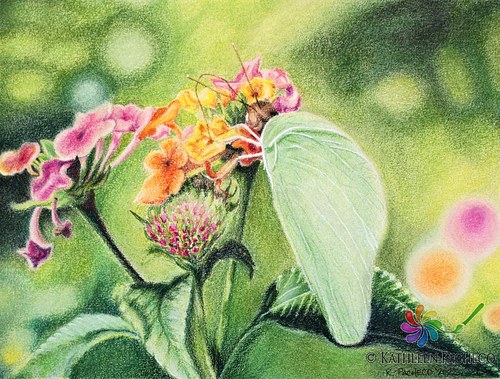 Green Butterfly - 12" x 9" - Pastel Pencils on Paper