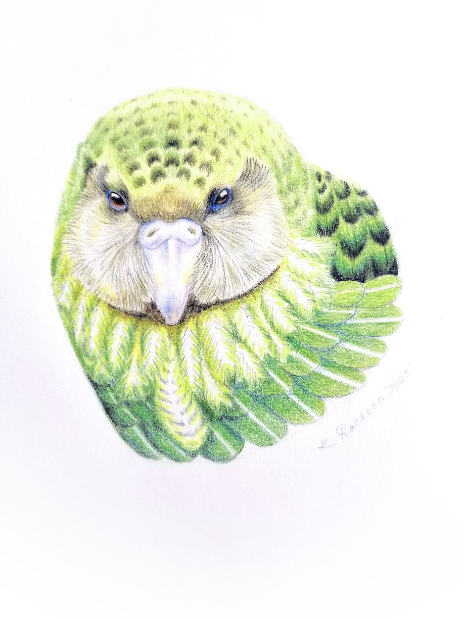 New Zealand Kakapo parrot