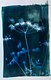 'Hogweed: Seen' after exposure, before washing.