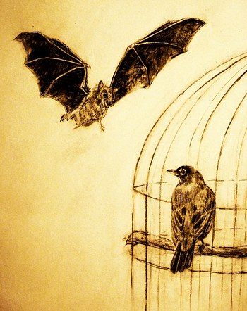 The Caged Bird and the Bat 