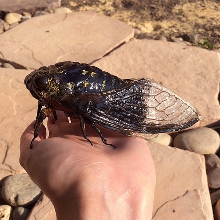 Batwing Cicada