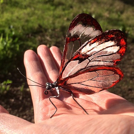 Greta oto (Glasswing Butterfly)