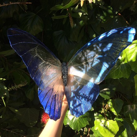 Blue Morpho/Glasswing Butterfly