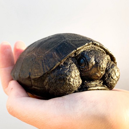  Chelonoidis nigra (Baby Galápagos Tortoise)