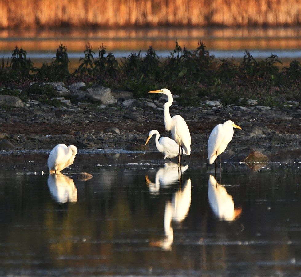 Great Egrets at dawn
