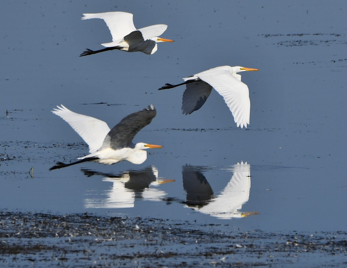 Great Egrets in flight