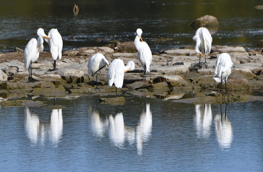 Part of a large flock of Great Herons.