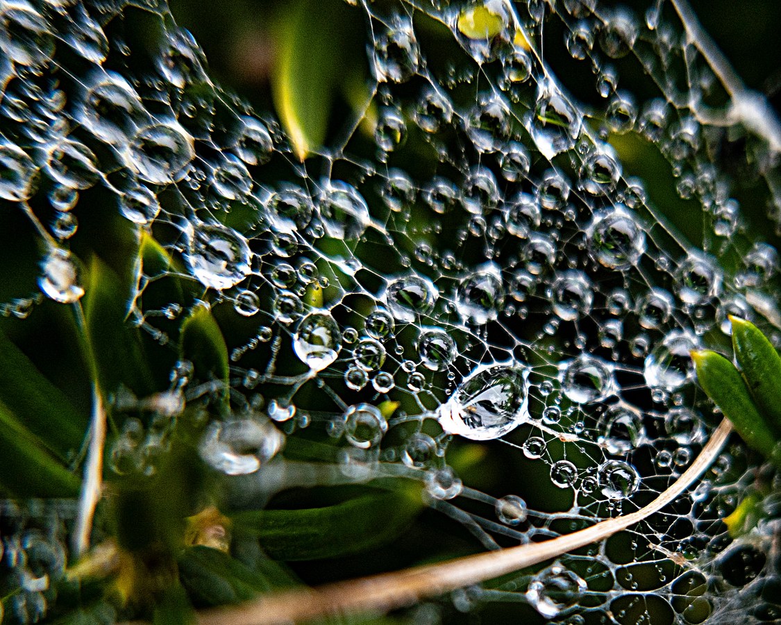 Wet Web