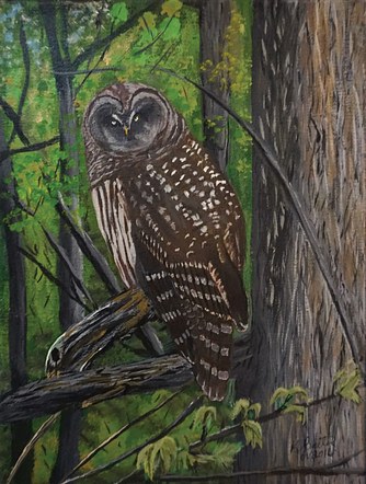 West Oaks Barred Owl