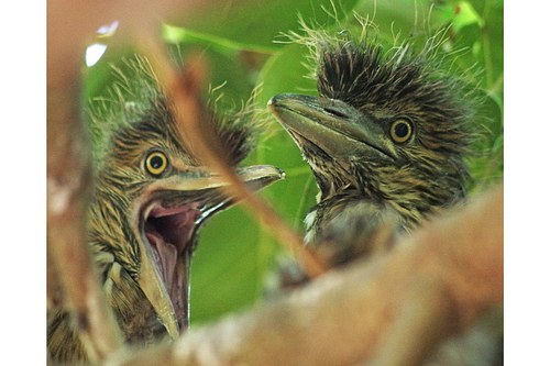 Young Black Crowned Night Herons
