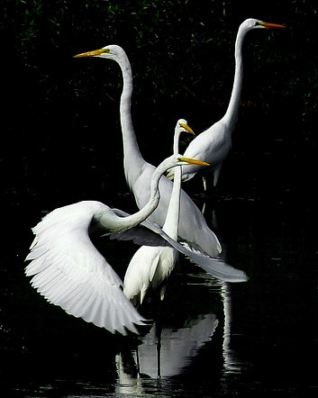 4 Great Egrets