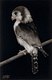 African Pygmy Falcon.  Original Drawing Framed - 16 x 10"