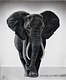 Resplendent. Art Prints - 16 x 13" 