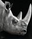African Beauty. Art Prints - 16 x 13"