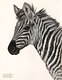 Painted Horse. Art Prints - 17 x 13"