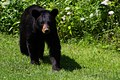 Appalachian Black Bear