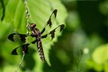 Wetlands Dragonfly
