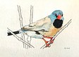 Shaft-tail Finch (SOLD)