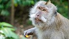 Balinese Long-Tailed Macaque