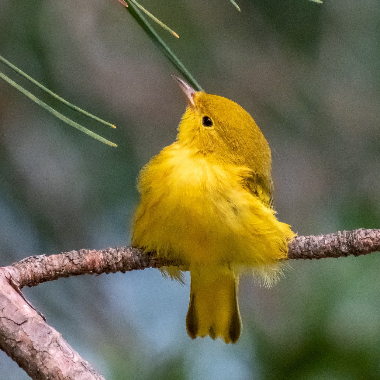 Yellow warbler 