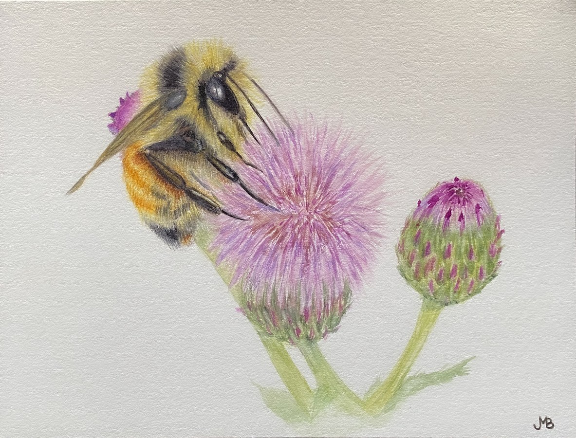 Tricolor Bumblebee 
