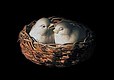 Ceramic Birds in Bent Willow Nest