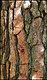Loblolly Pine Bark
