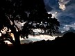 California Oak,, Sunset 