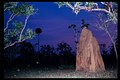 1991 West Papoea (Nieuw Guinea) Termietenheuvel