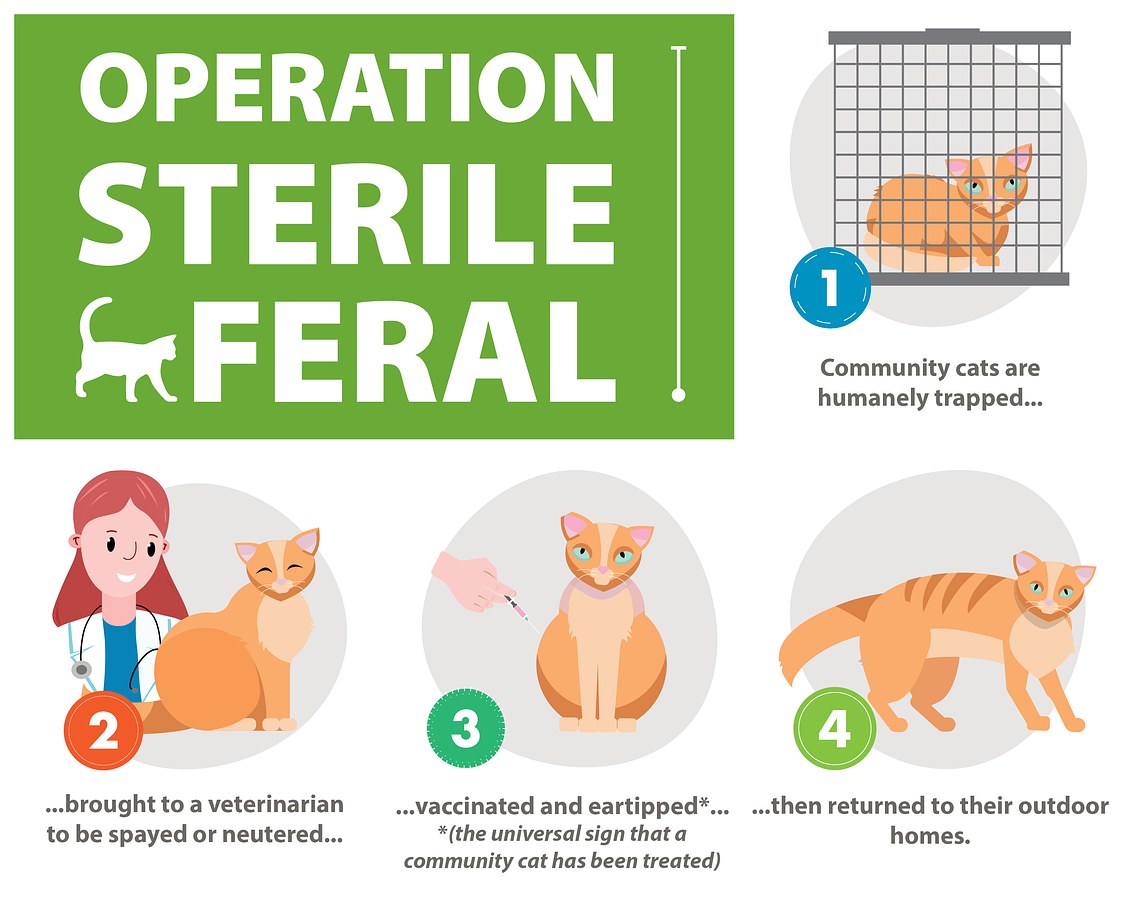 Operation Sterile Feral - Website Graphic