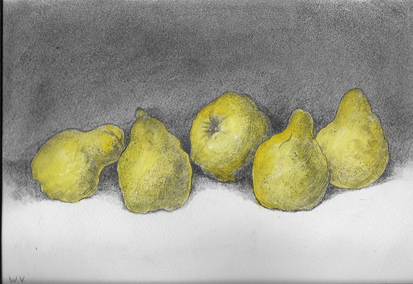 Quinces, drypoint with watercolour, images size 28 x 22 cm, edition of 20, £ 160