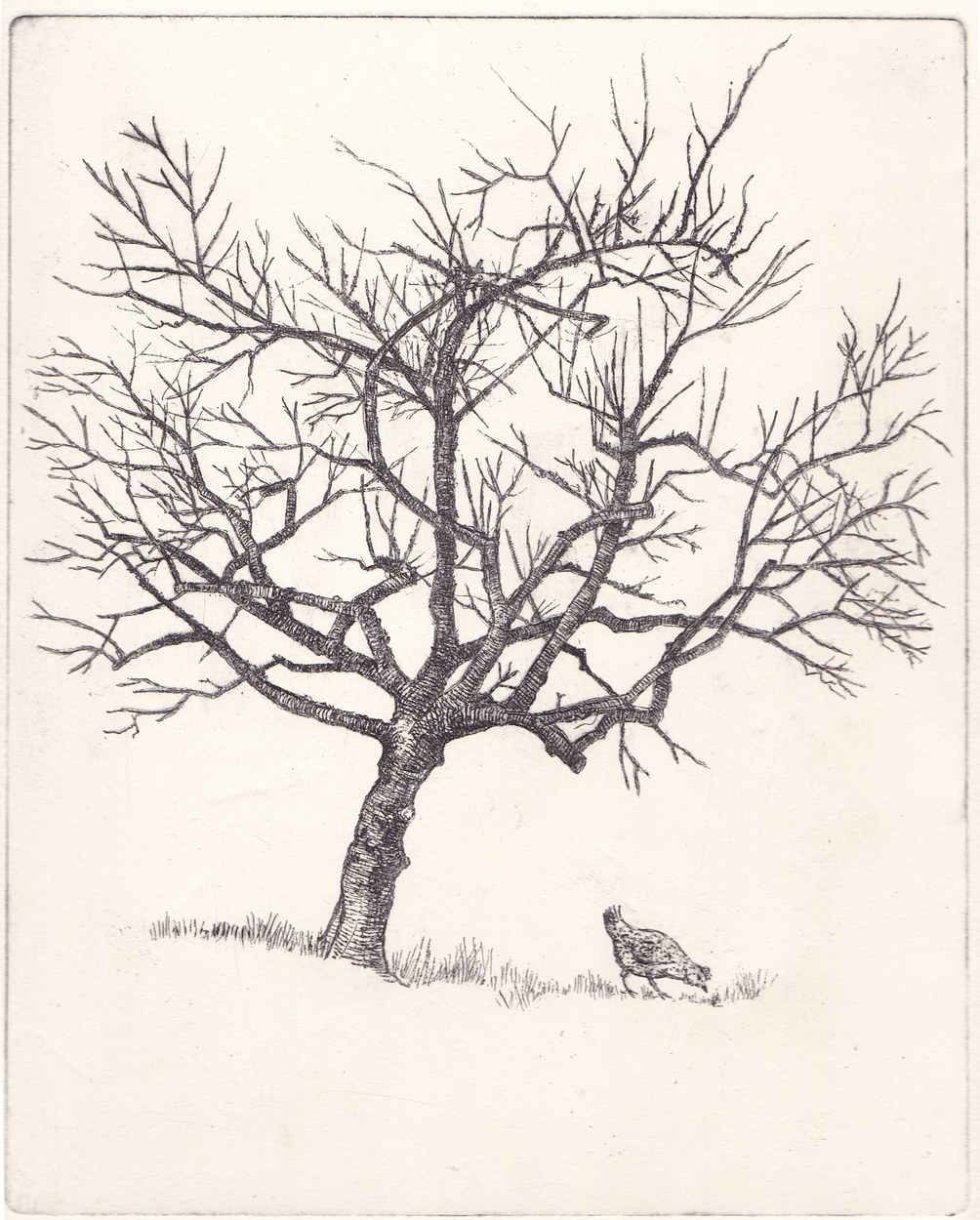 Tree and Chicken, etching, image size 20 x 25 cm., edition of 30, £150