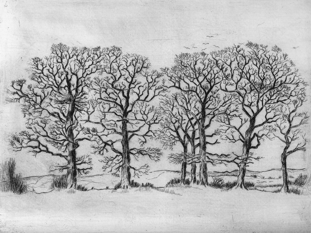 Oaks at Alford,  etching, edition of 50, image size 25 x 20 cm, £150