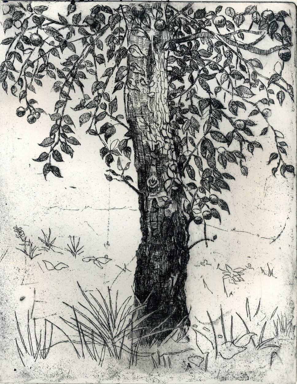 Apple Tree Study, etching, image size 15 x 20 cm., edit of 10, £80