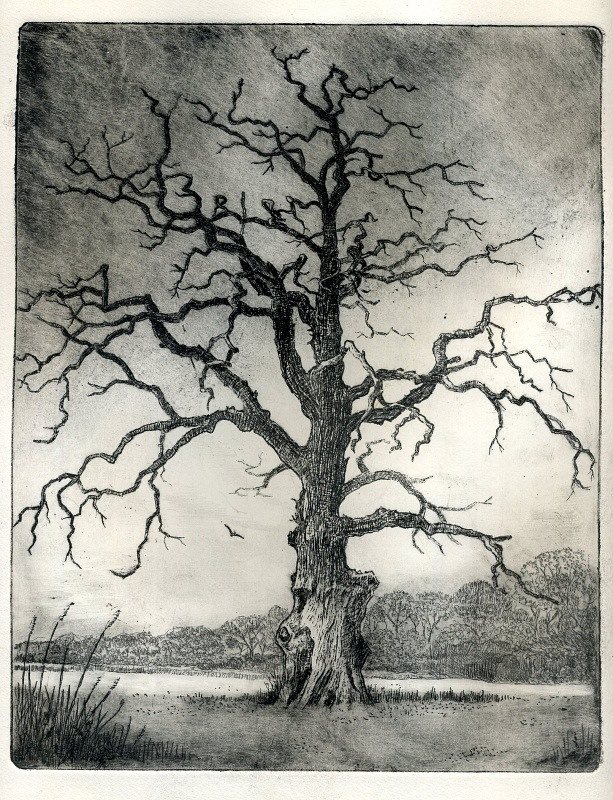 Dead Oak, etching, 20 x 25 cm (image size), edition of 50, £150