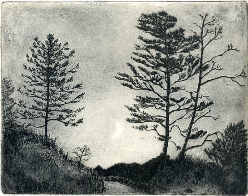 Firs, etching, 25 x 20 cm  (image size), edition of 50, £150