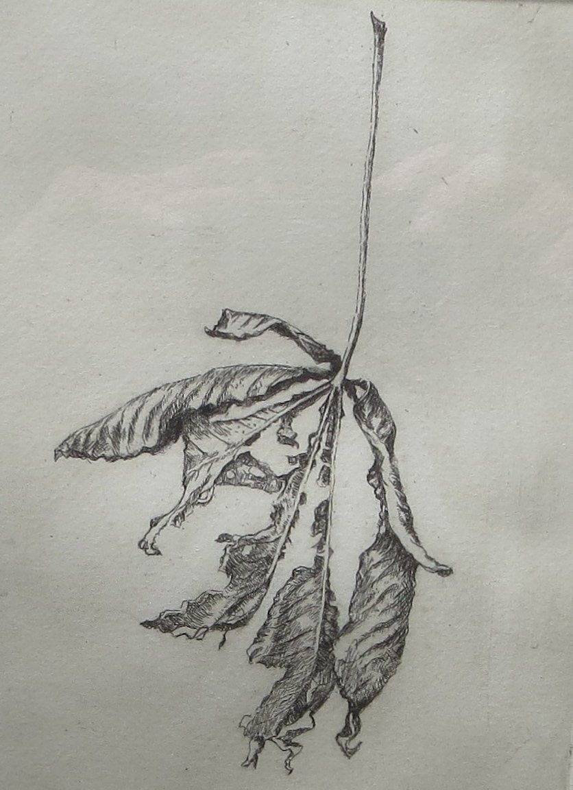 Withered Leaf, etching, 15 x 21 cm, edition of 50,  £125