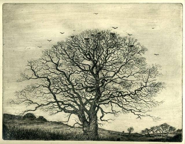 Rookery, etching, edition of 50, 25 x 20 cm (image), $150