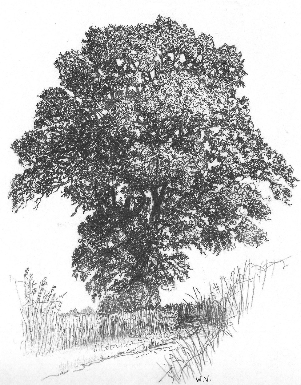Oak by the Cary, pen drawing