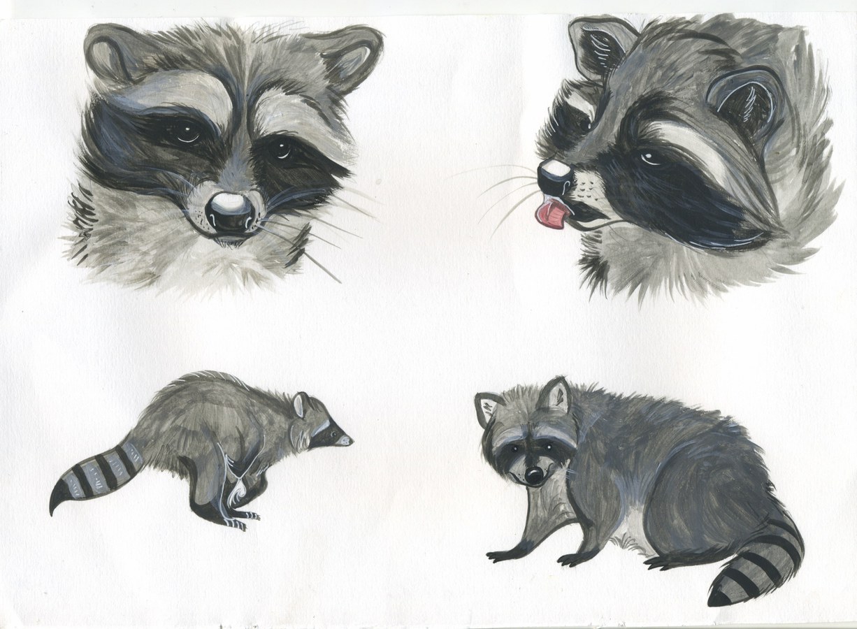 Raccoon Character Design 