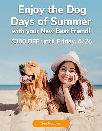 Summer offer email