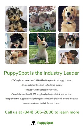 Puppyspot flyer for breeder conference 