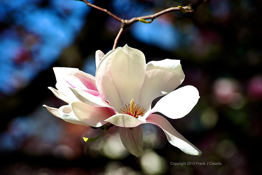 Perfect Bloom Magnolia