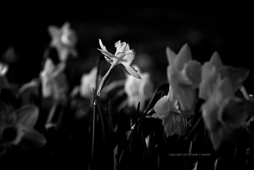 Daffodils in Black and White