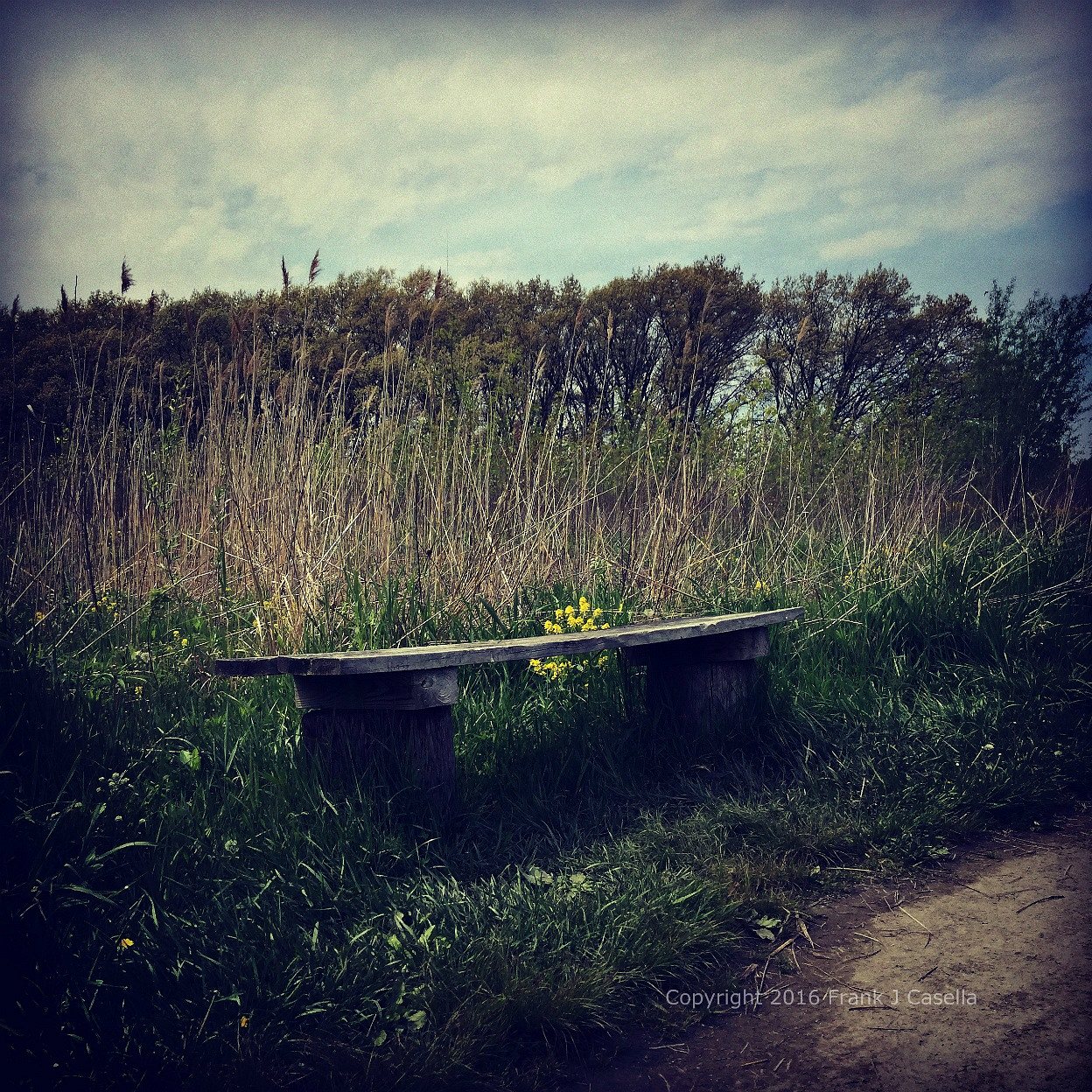 Wood Bench and Yellow Flowers