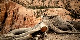 10162-Old Stump at Bryce Canyon, Utah